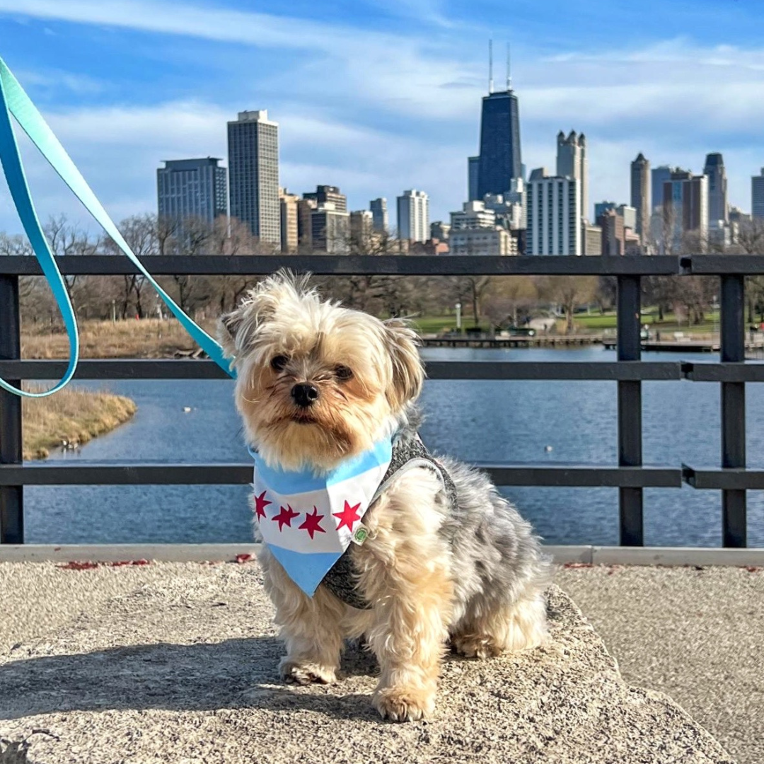 Chicago Bandana