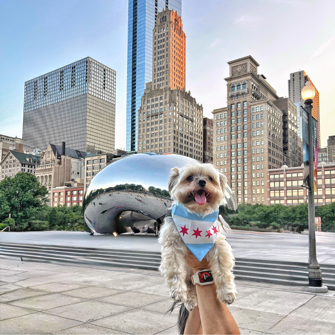Chicago Bandana