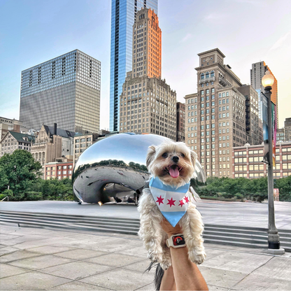 Chicago Bandana