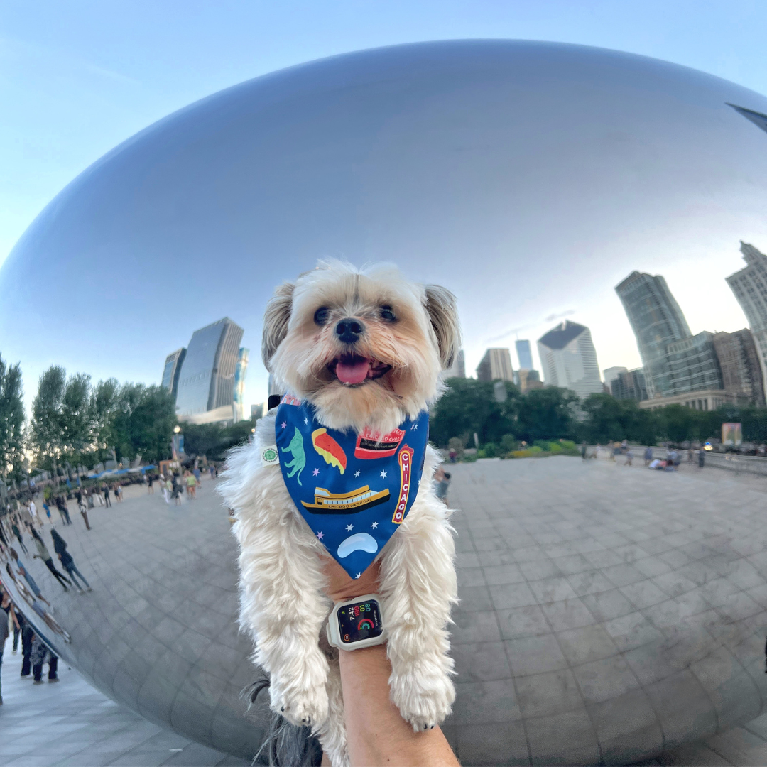 Chicago Bandana