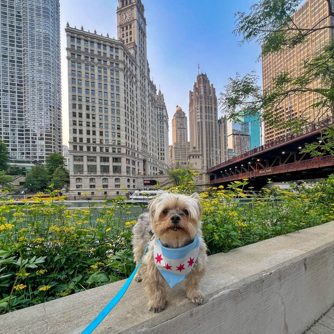 Chicago Bandana