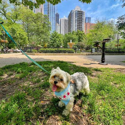 Chicago Bandana