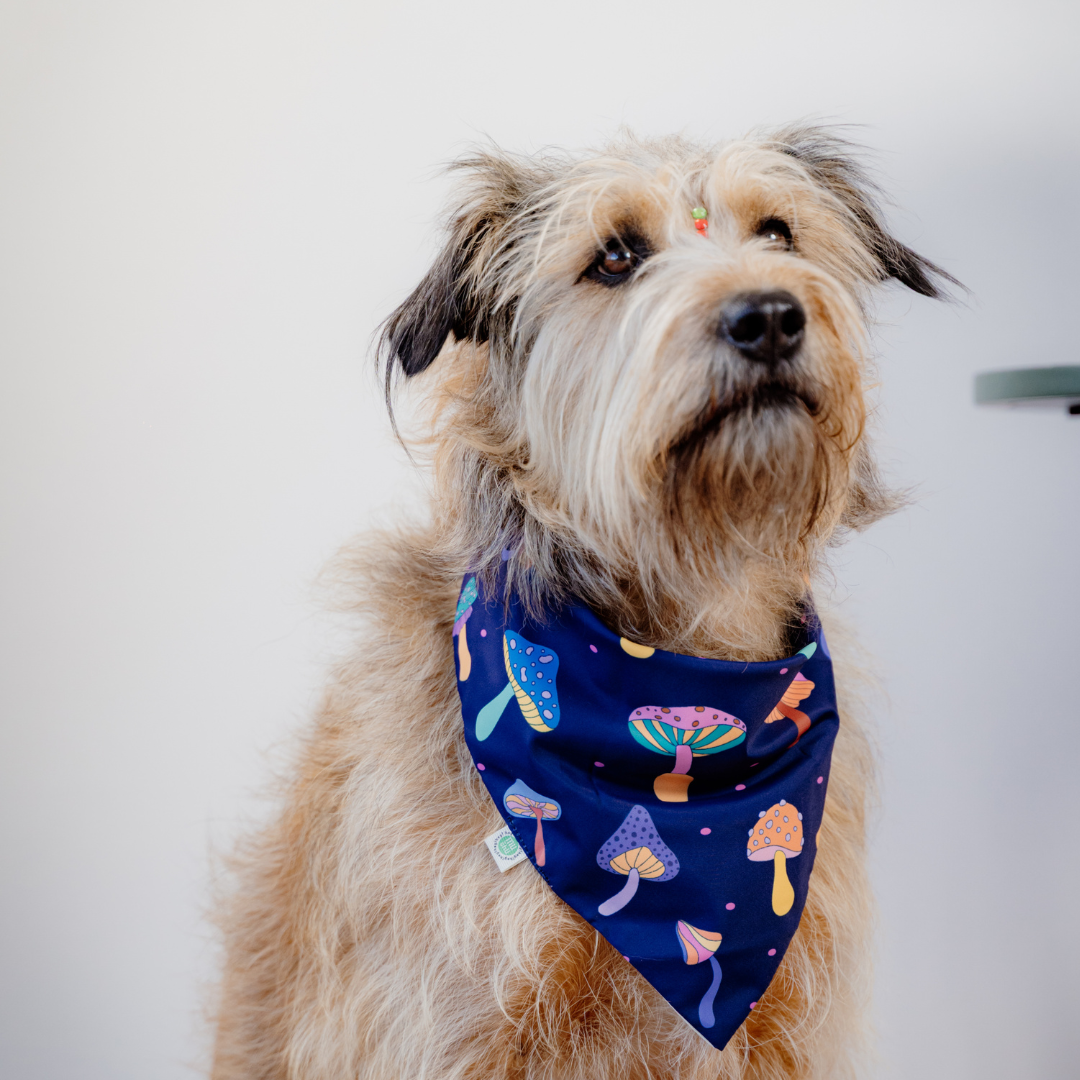 Mushrooms Bandana