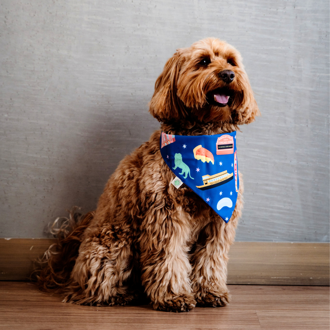 Chicago Bandana