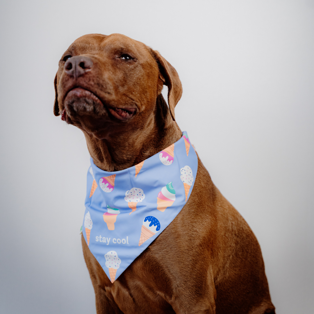 Ice-cream Bandana