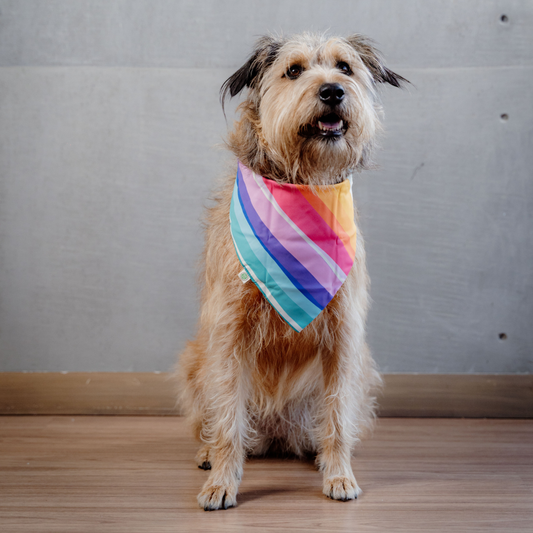 Rainbow & Stars Bandana