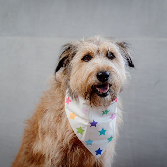 Rainbow & Stars Bandana