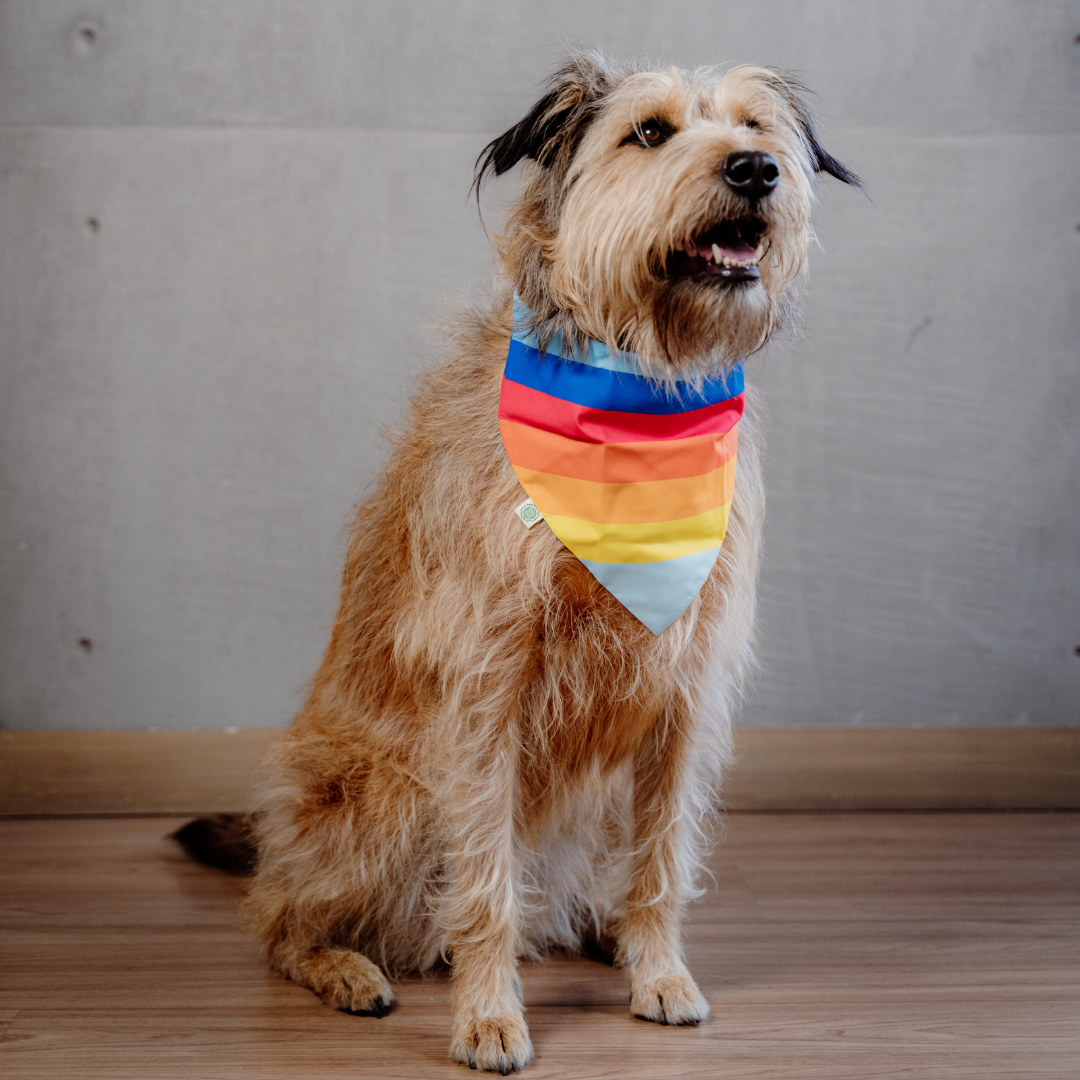Color stripes Bandana