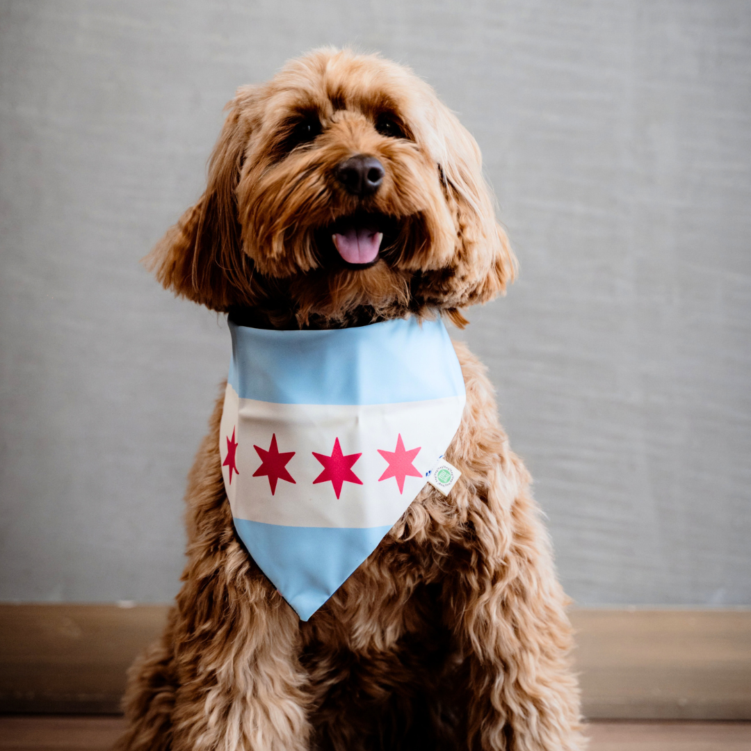 Chicago Bandana