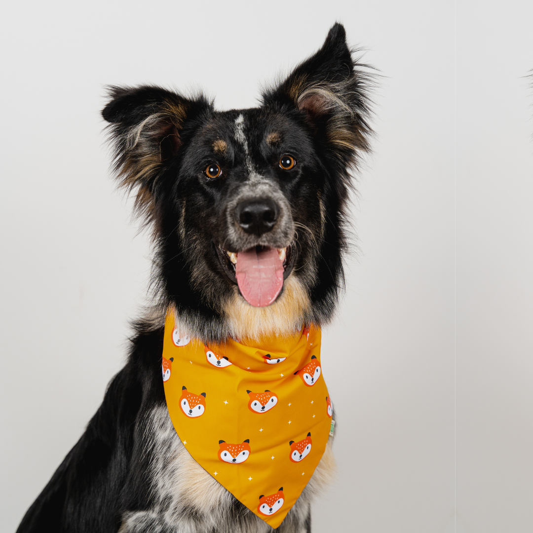 Foxes Bandana