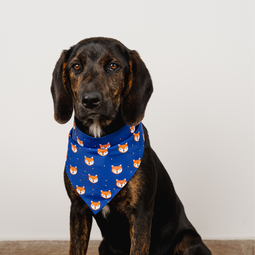 Foxes Bandana