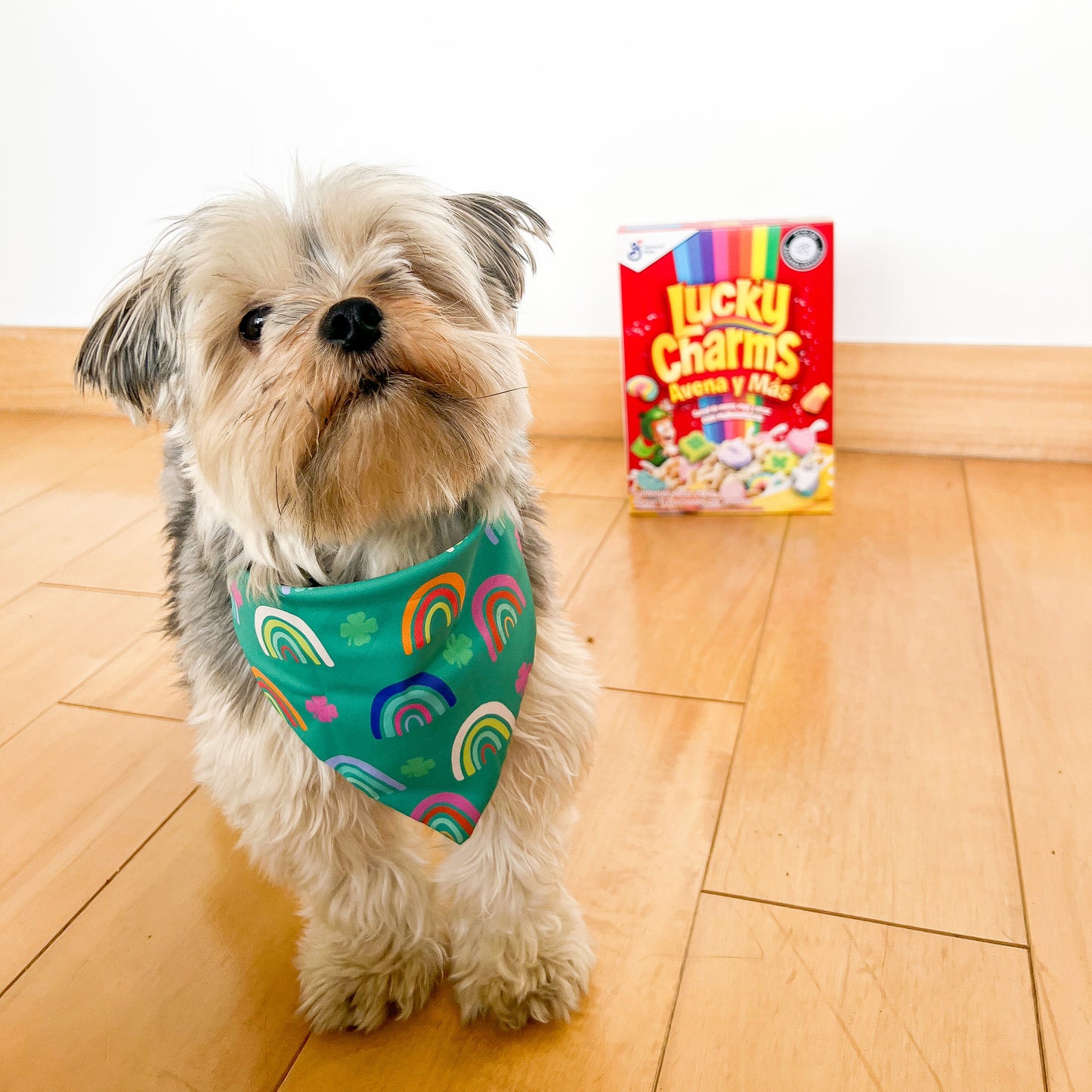 Bandana con amuleto de la suerte
