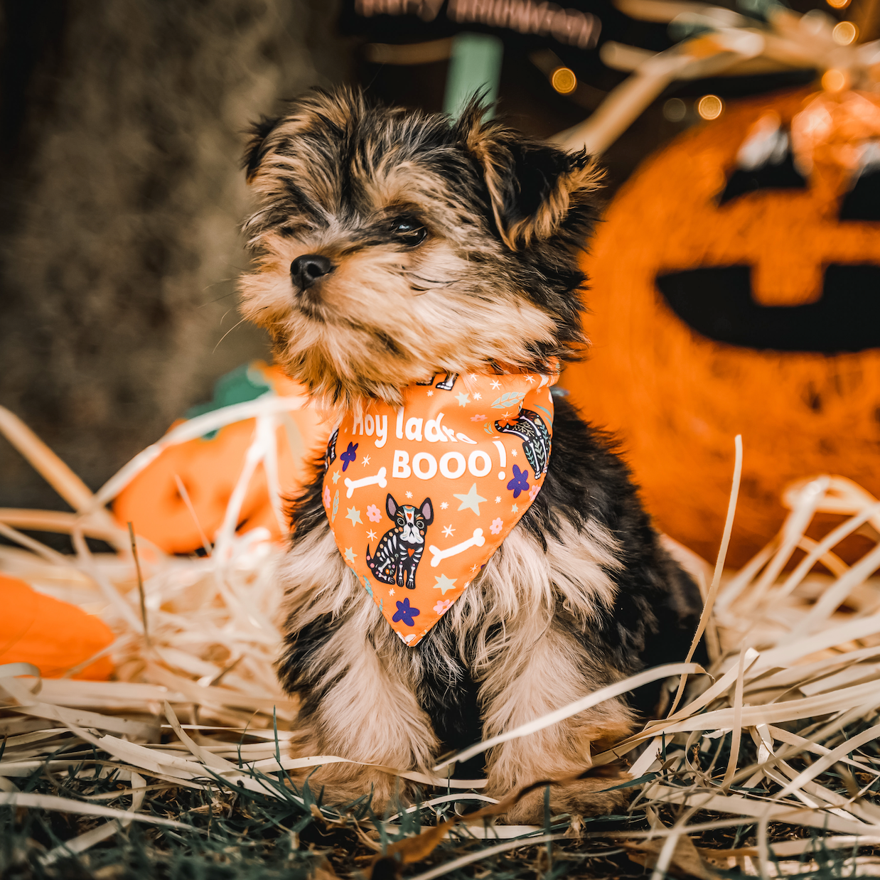 Bandana de Halloween - Día de los Muertos